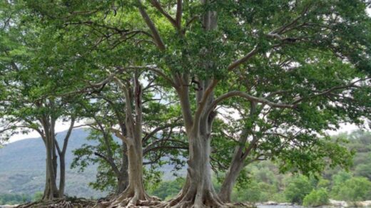 Arjuna Tree: Benefits and Uses of Bark, Extracts and Powder