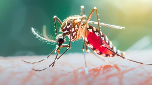 Ayurvedic Treatment for Dengue Fever: These 5 Herbs Are The Best