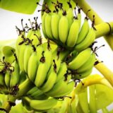 Benefits of the Banana Tree's Flower, Stem, Leaves, and Peel