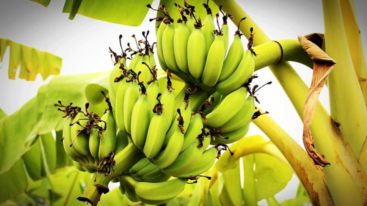 Benefits of the Banana Tree's Flower, Stem, Leaves, and Peel