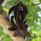 Carob: Health Benefits, Nutritional Value & Culinary Uses