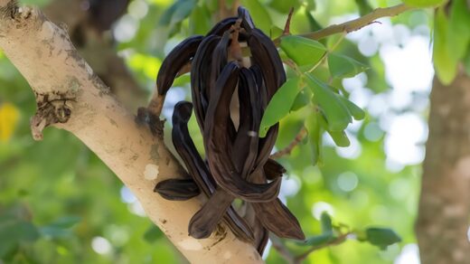 Carob: Health Benefits, Nutritional Value & Culinary Uses