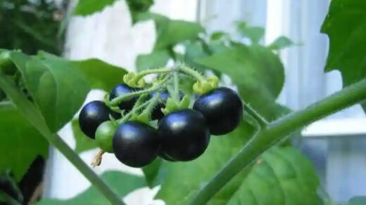 Kakamachi (Solanum Nigrum): Ayurvedic Healing Benefits