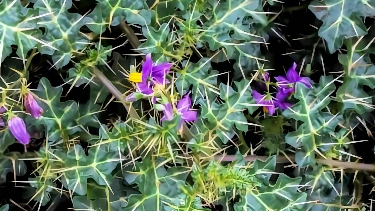 Kantakari (Solanum xanthocarpum): A Key Herb in Ayurvedic Healing