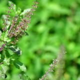 Krishna Tulsi: Medicinal Uses and Benefits of Fresh Leaves