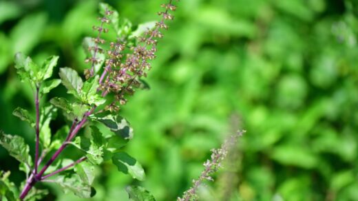 Krishna Tulsi: Medicinal Uses and Benefits of Fresh Leaves