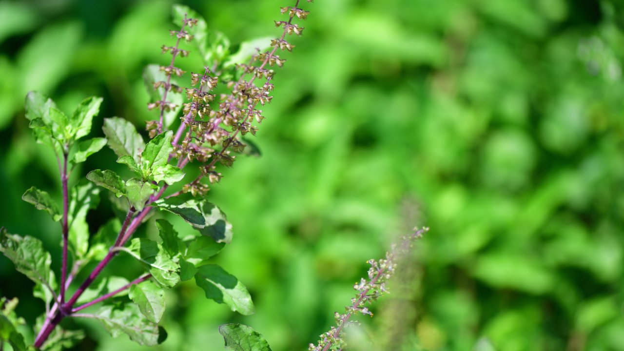 Krishna Tulsi: Medicinal Uses and Benefits of Fresh Leaves