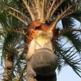 Nolen Gur (Date Palm Jaggery): Health Benefits, Uses, and Nutrition