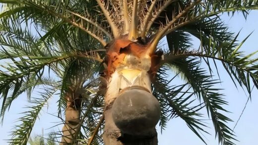 Nolen Gur (Date Palm Jaggery): Health Benefits, Uses, and Nutrition