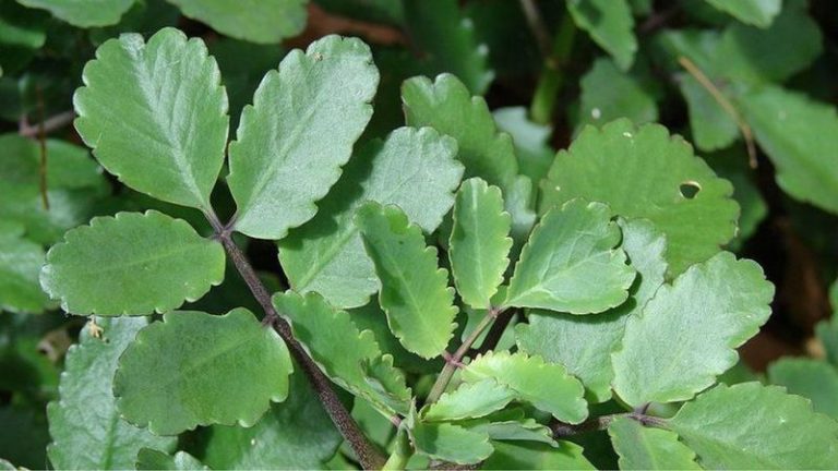 Patharchatta Plant Benefits How To Use Patharchatta Leaves