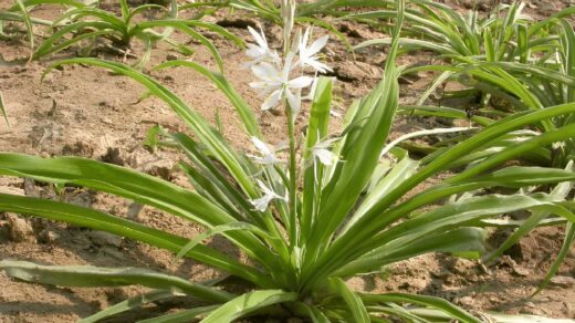 Safed Musli The Wonder Herb of Ayurveda