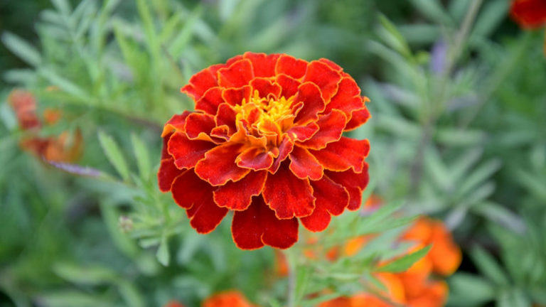 Top 10 Benefits Of Marigold Leaves And Flowers 5966