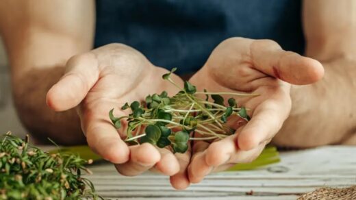 Top 20 Herbs for Medicine: Time-Tested Herbs for Healing