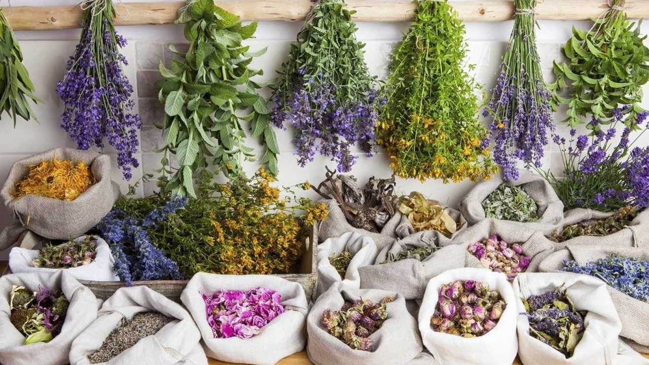 Top 30 Medicinal Plants and Their Uses in India